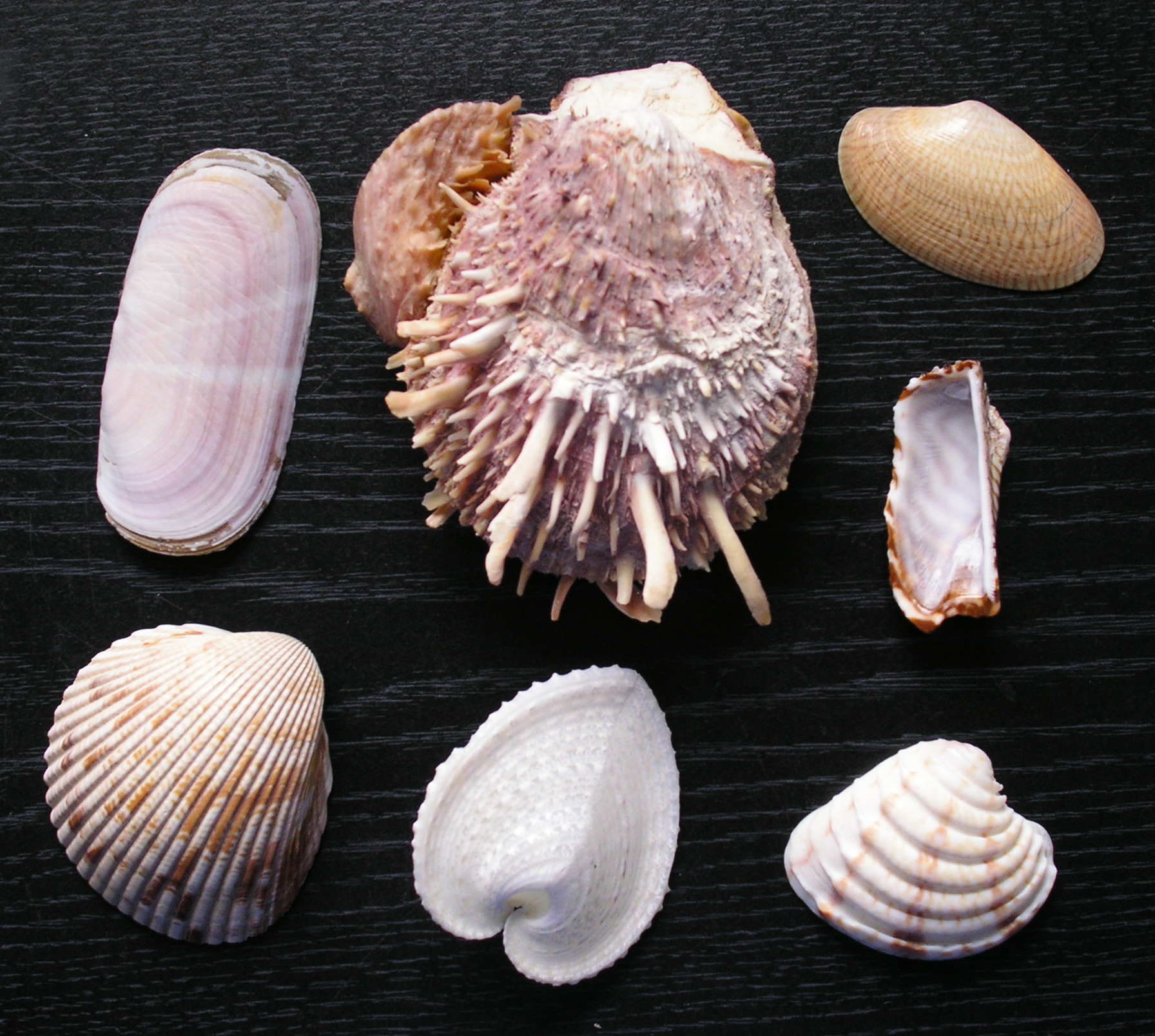 A kagylók 