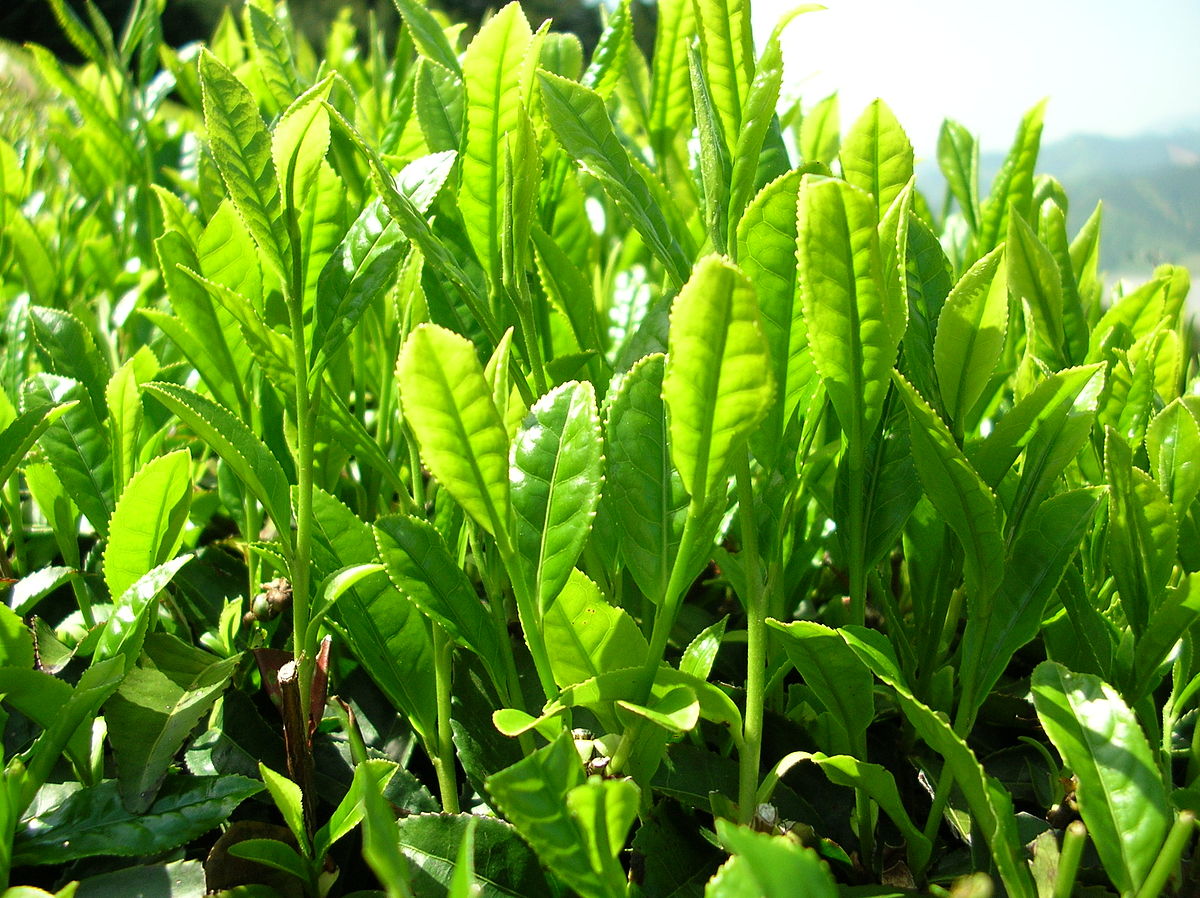 zöld tea