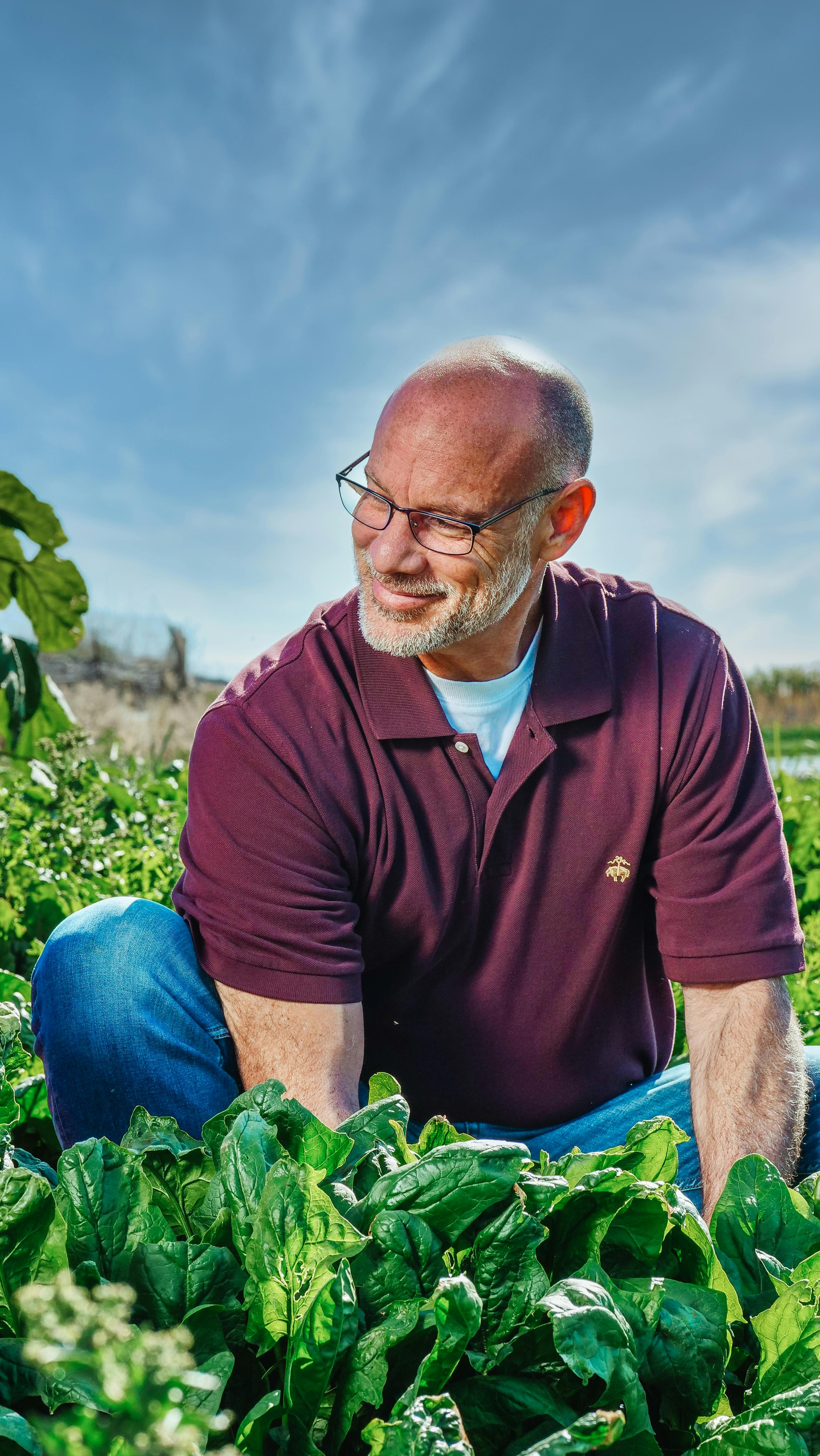 Spenótültetvényen